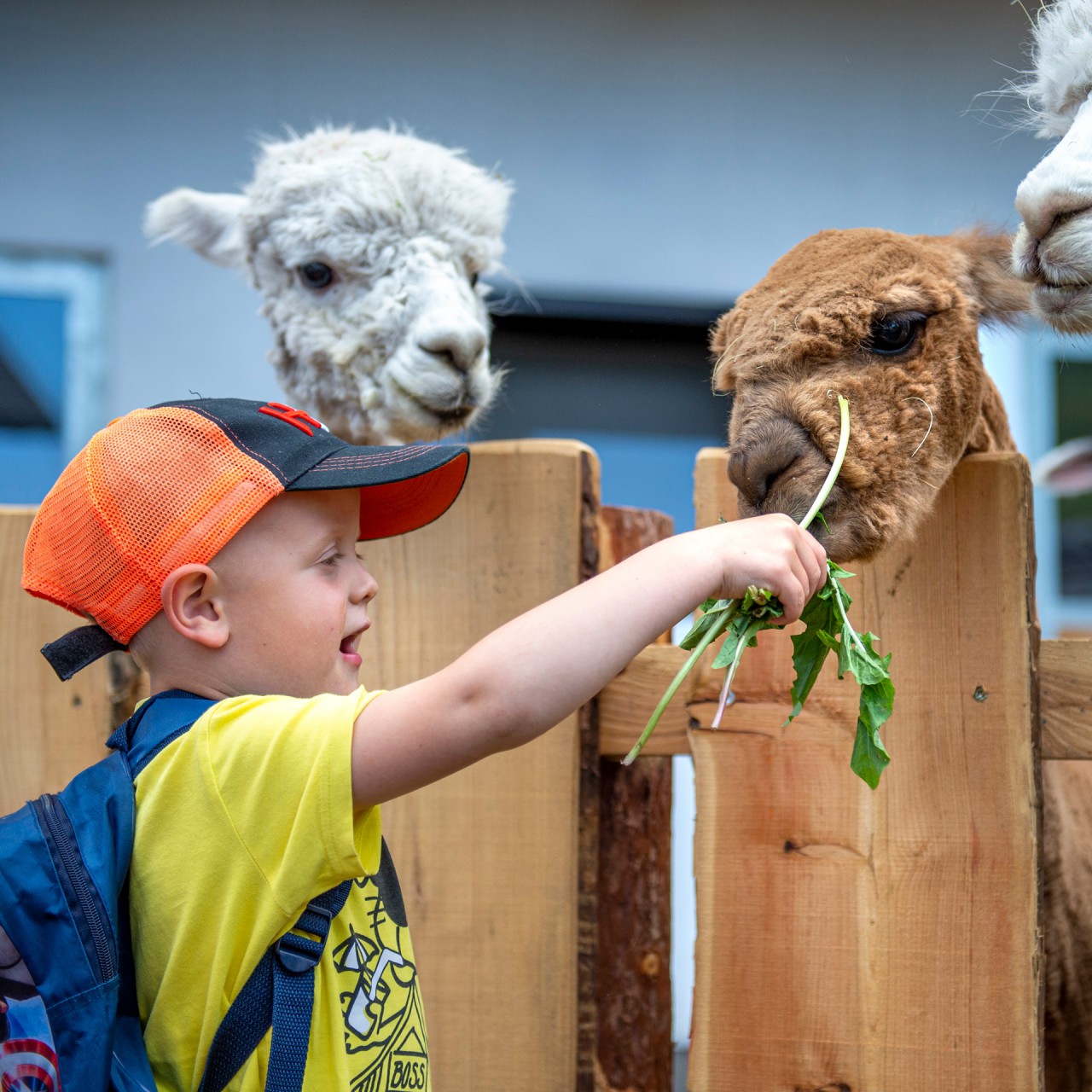 book activity | Alpacas Val Gardena